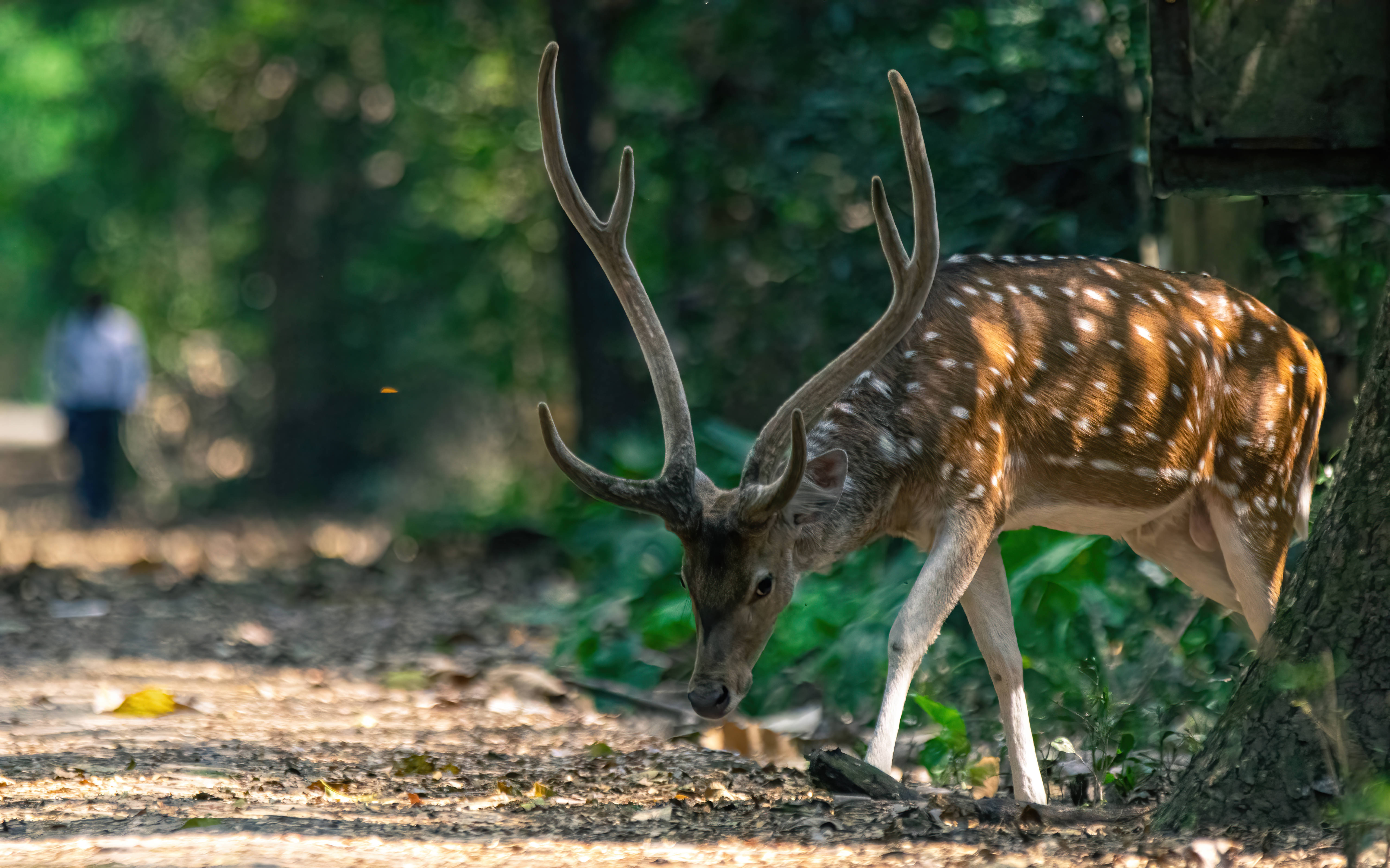 বুনো হরিণ সুন্দর ডেস্কটপ ওয়ালপেপার