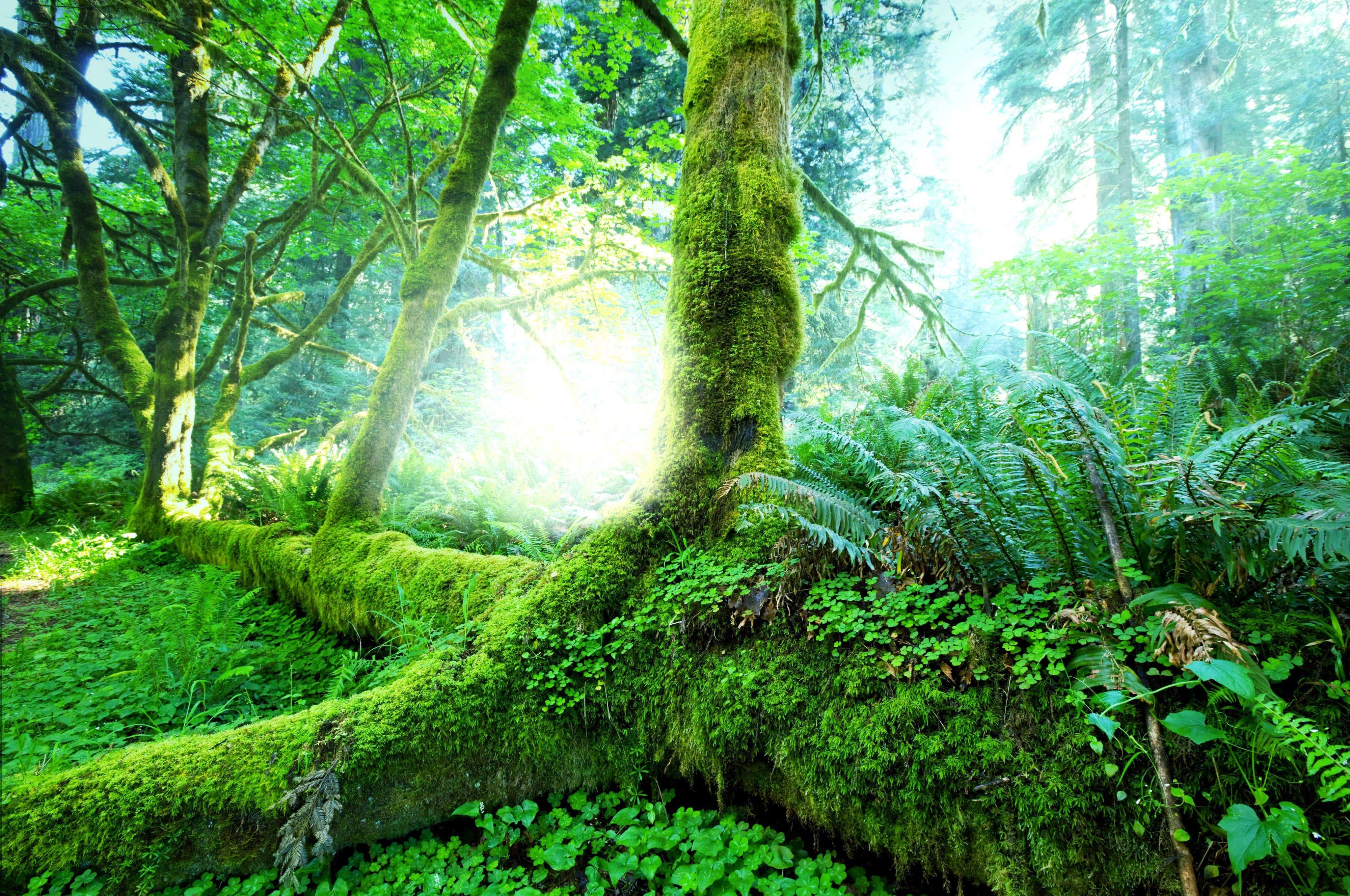 বৃষ্টি অরণ্য ব্যাকগ্রাউন্ড ওয়ালপেপার