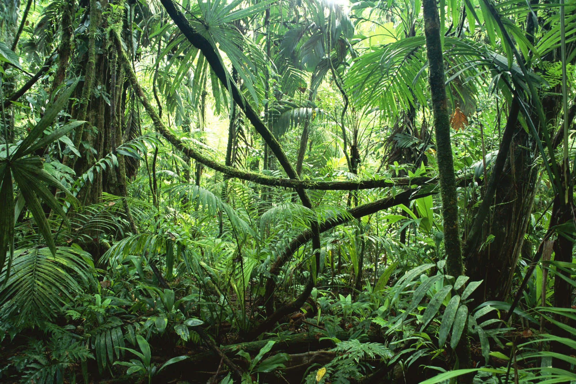 বৃষ্টি অরণ্যের ব্যাকগ্রাউন্ড ওয়ালপেপার