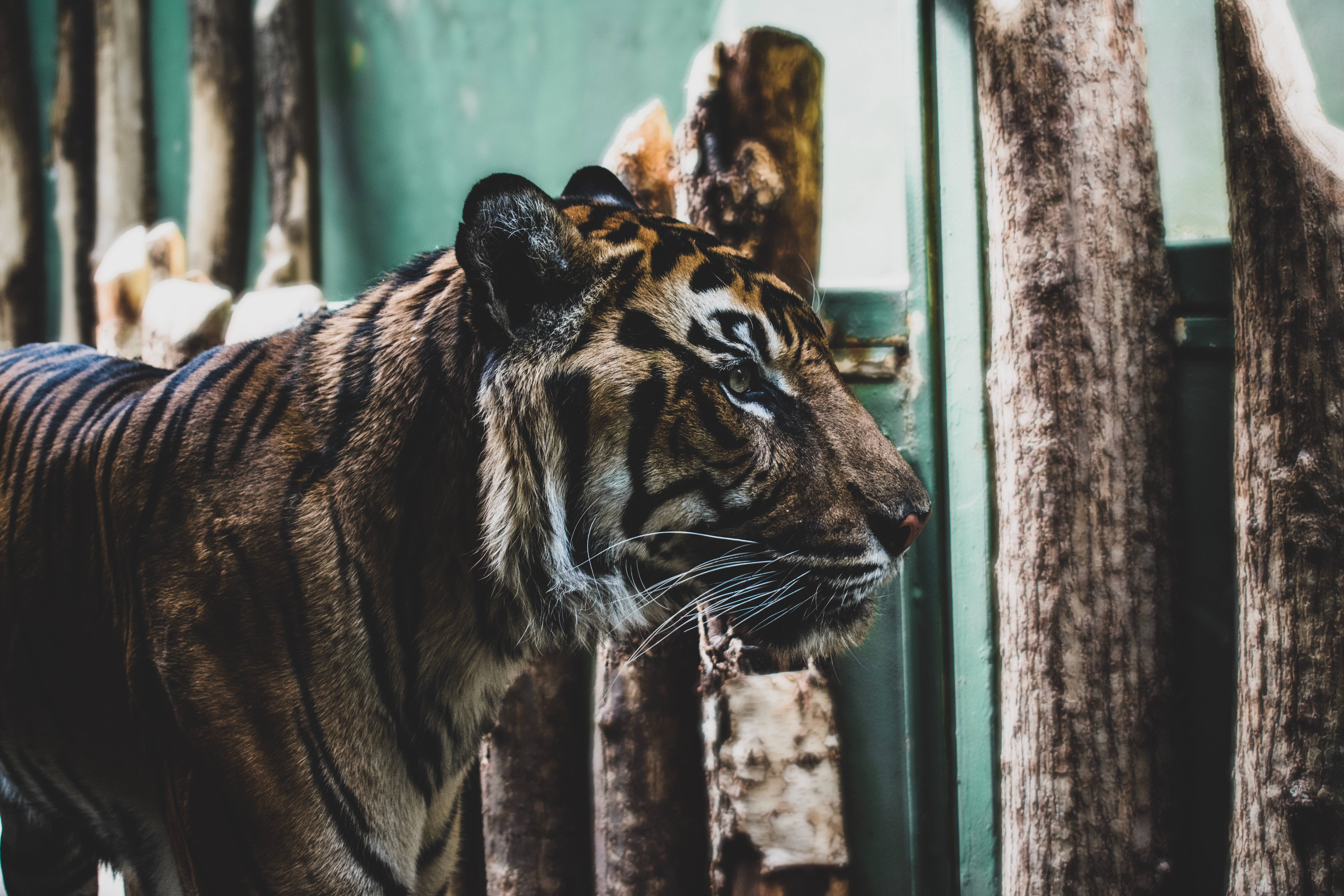 ভেরাসিয়াস টাইগার এইচডি বন্দী অবস্থায় ওয়ালপেপার
