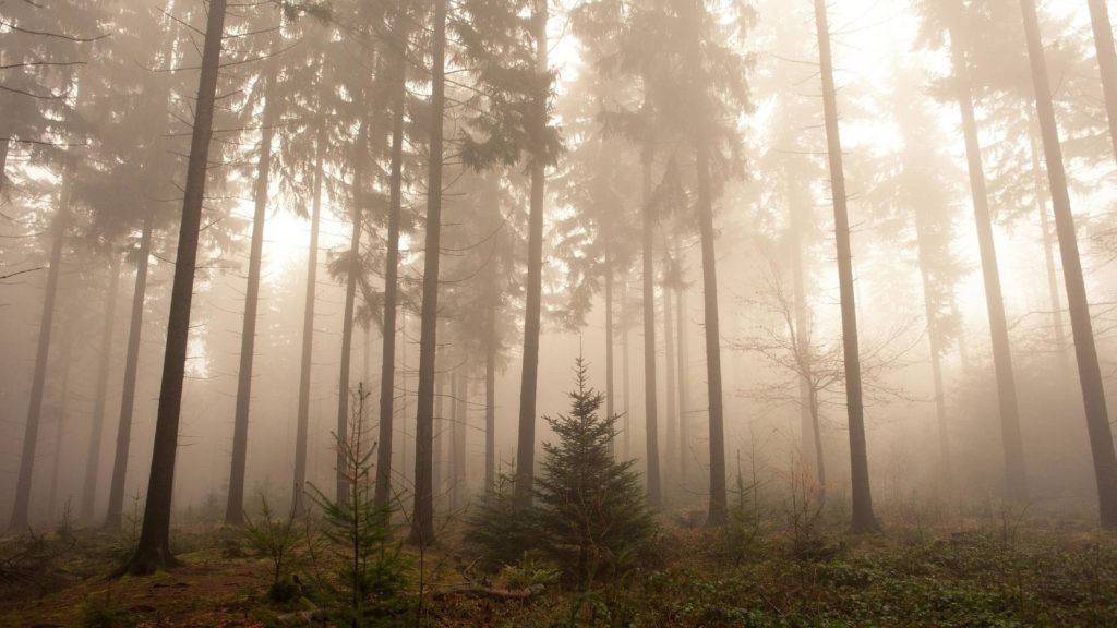 ভোরের রহস্যময় কুয়াশাচ্ছন্ন বন ওয়ালপেপার