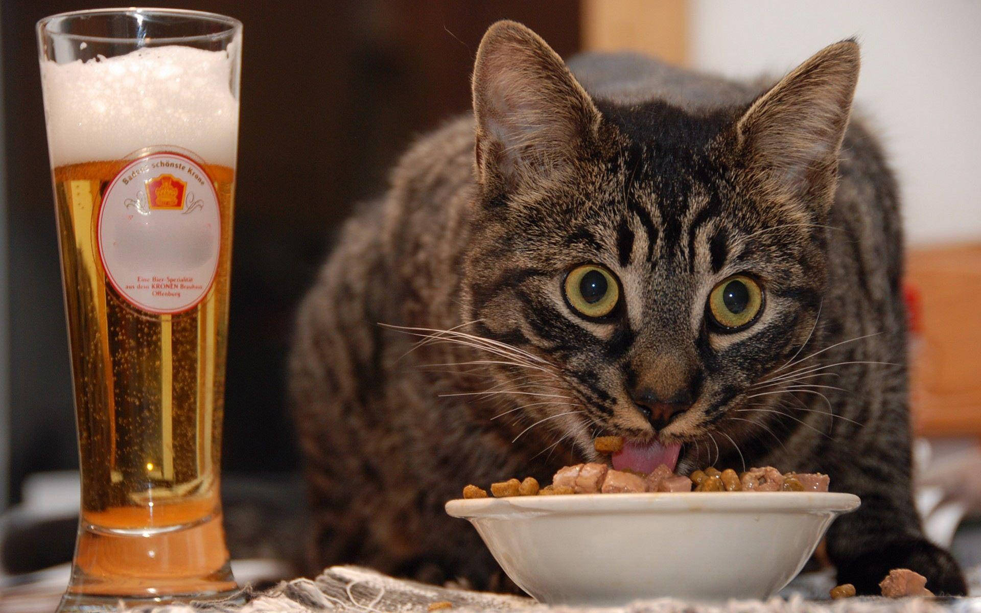 মজার বিড়াল খাচ্ছে এবং পান করছে ওয়ালপেপার