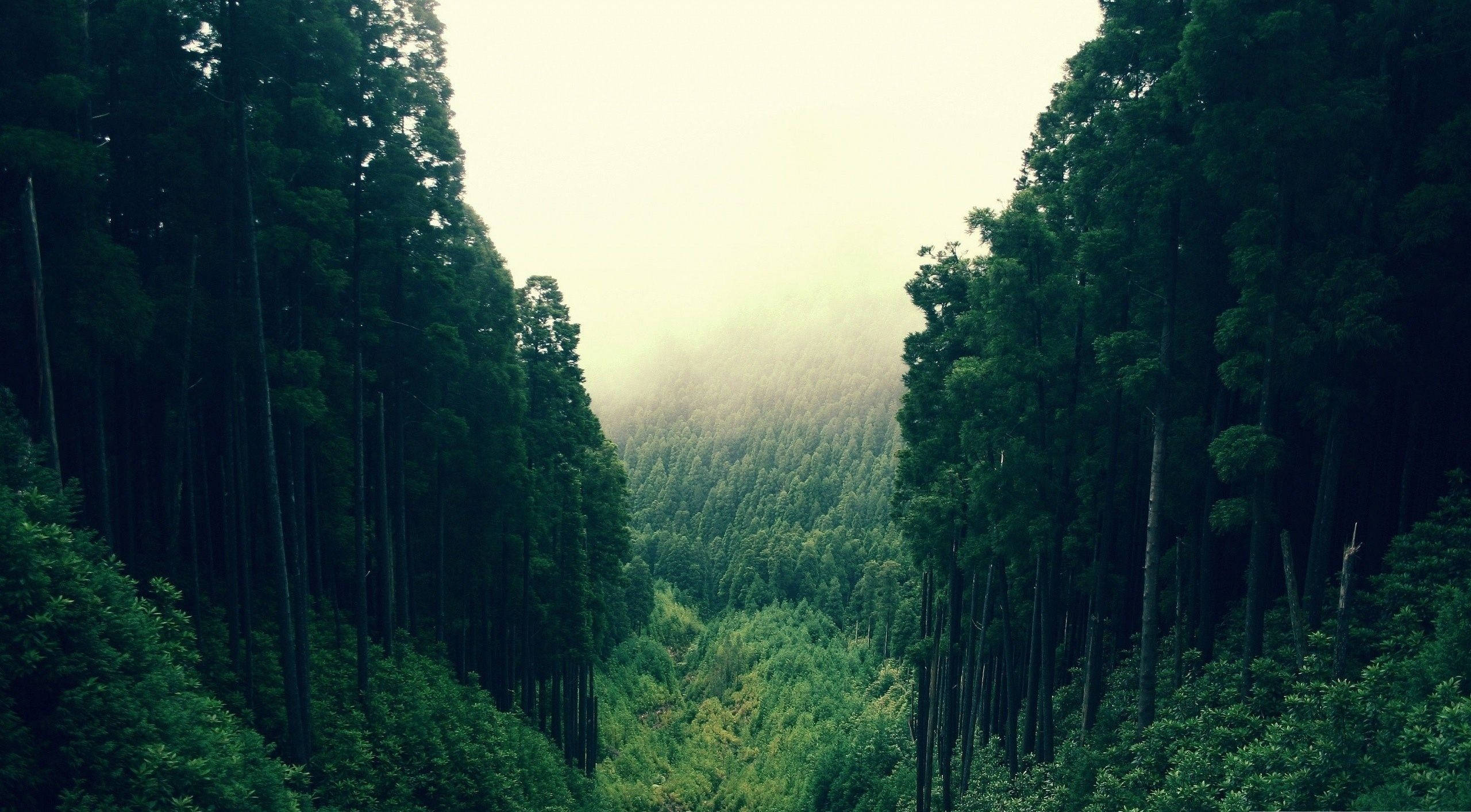 মনোমুগ্ধকর বনভূমির দৃশ্য ওয়ালপেপার