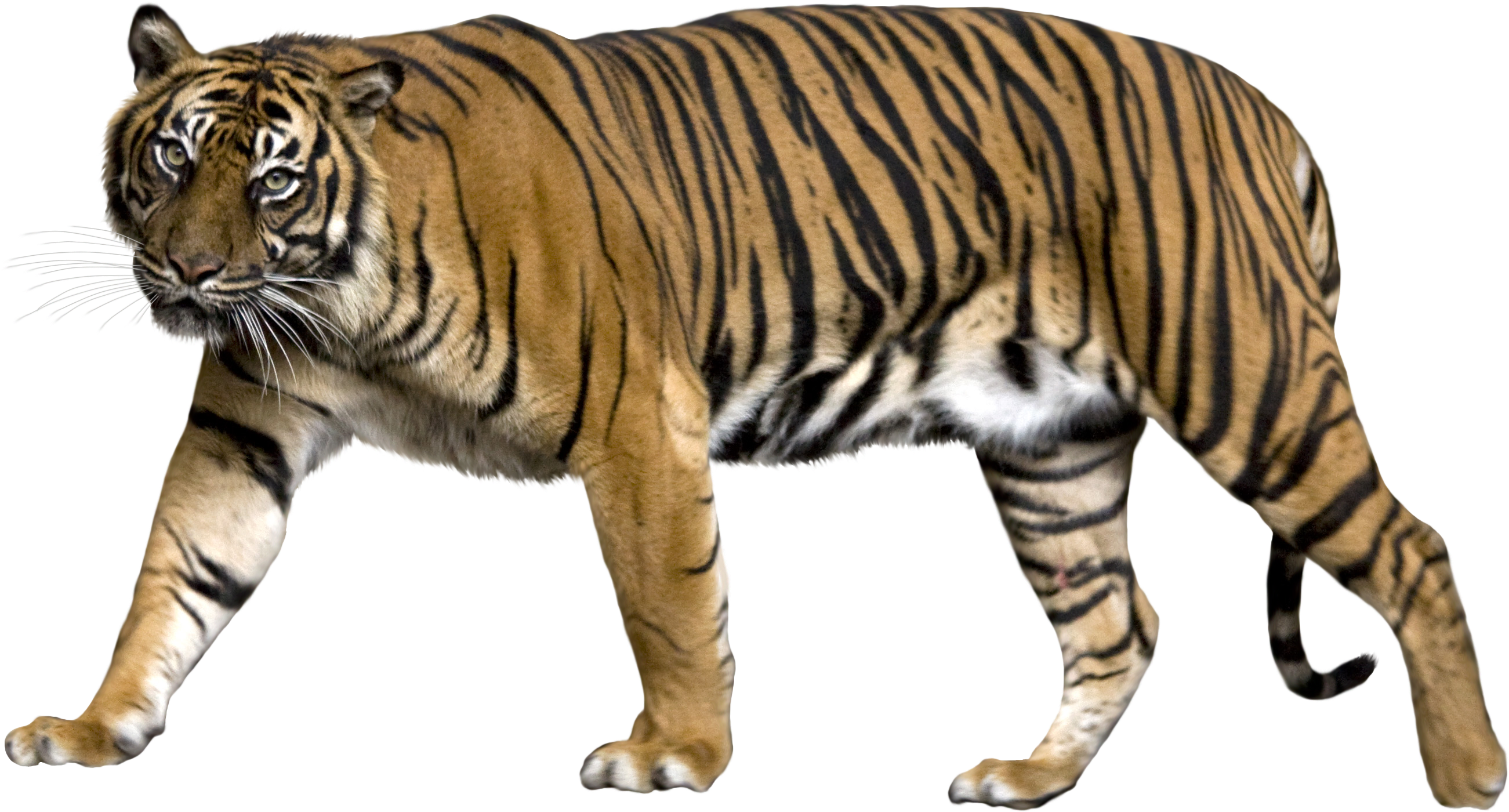 মহিমান্বিত হাঁটা বাঘ ওয়ালপেপার
