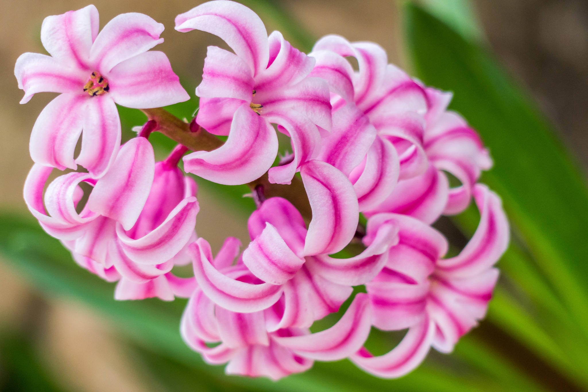 মিস সাইগন হায়াসিন্থ ফুল ওয়ালপেপার