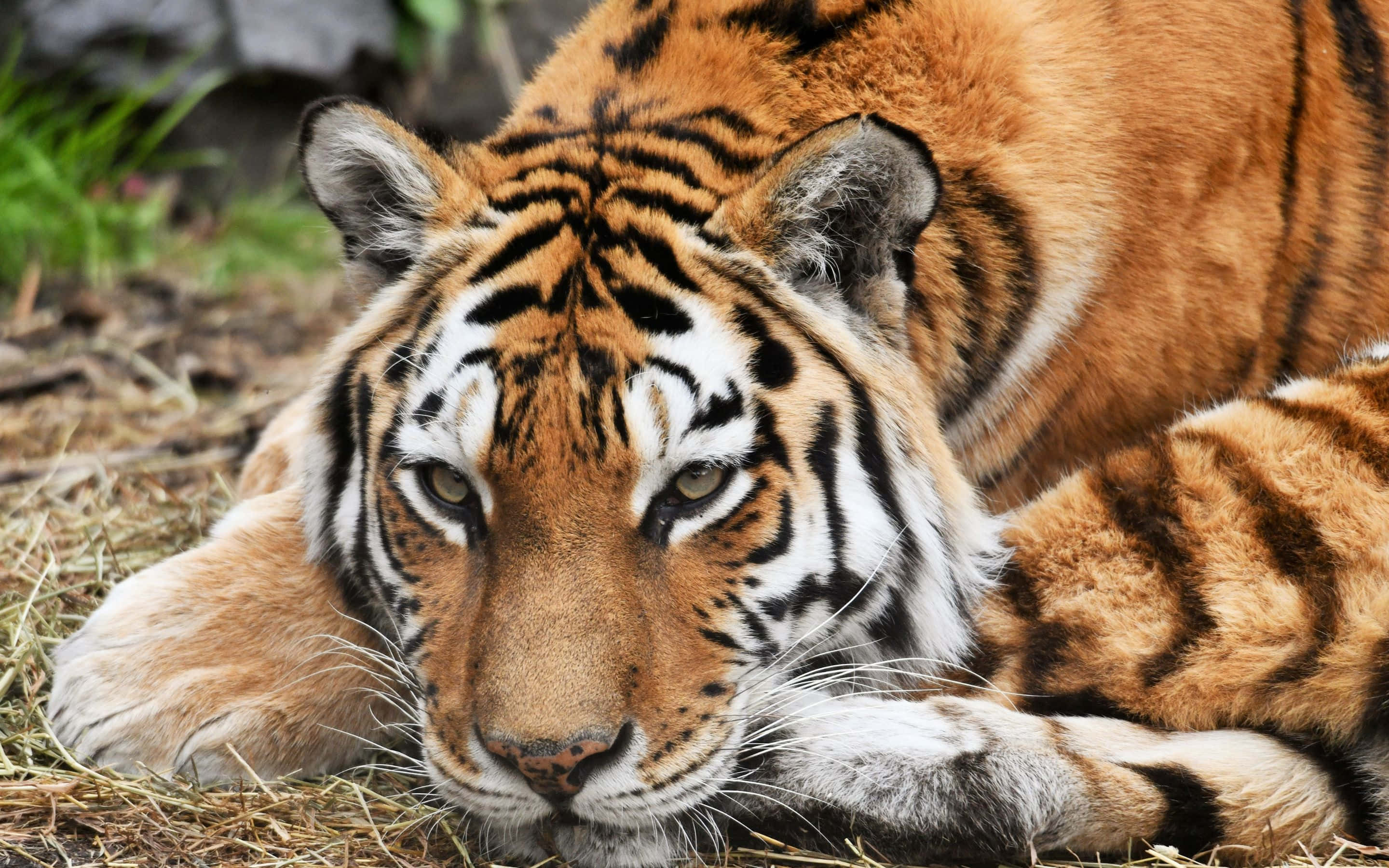 মেঘলা দিনে এক শক্তিশালী শহর ওয়ালপেপার