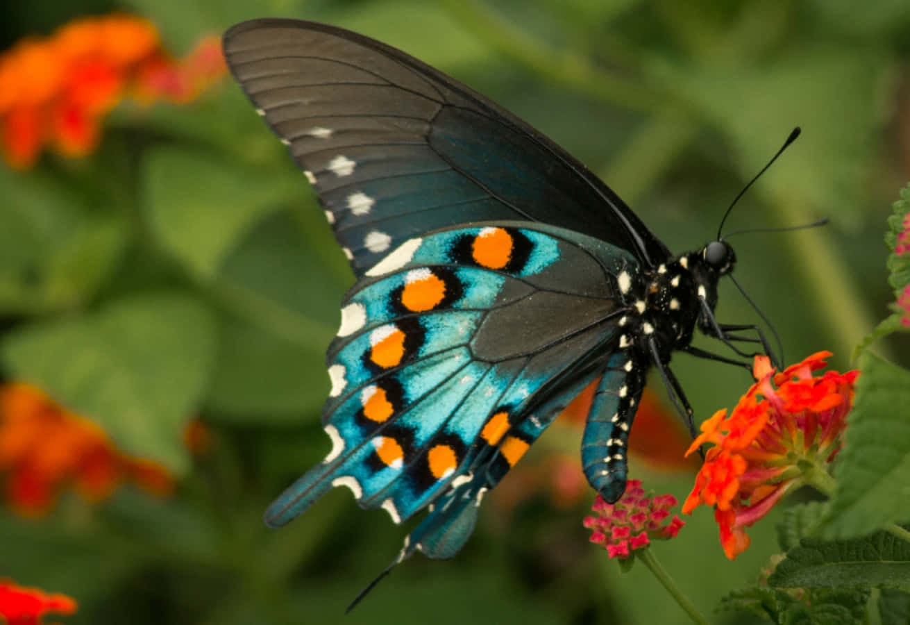 মোনার্ক প্রজাপতি ওয়ালপেপার