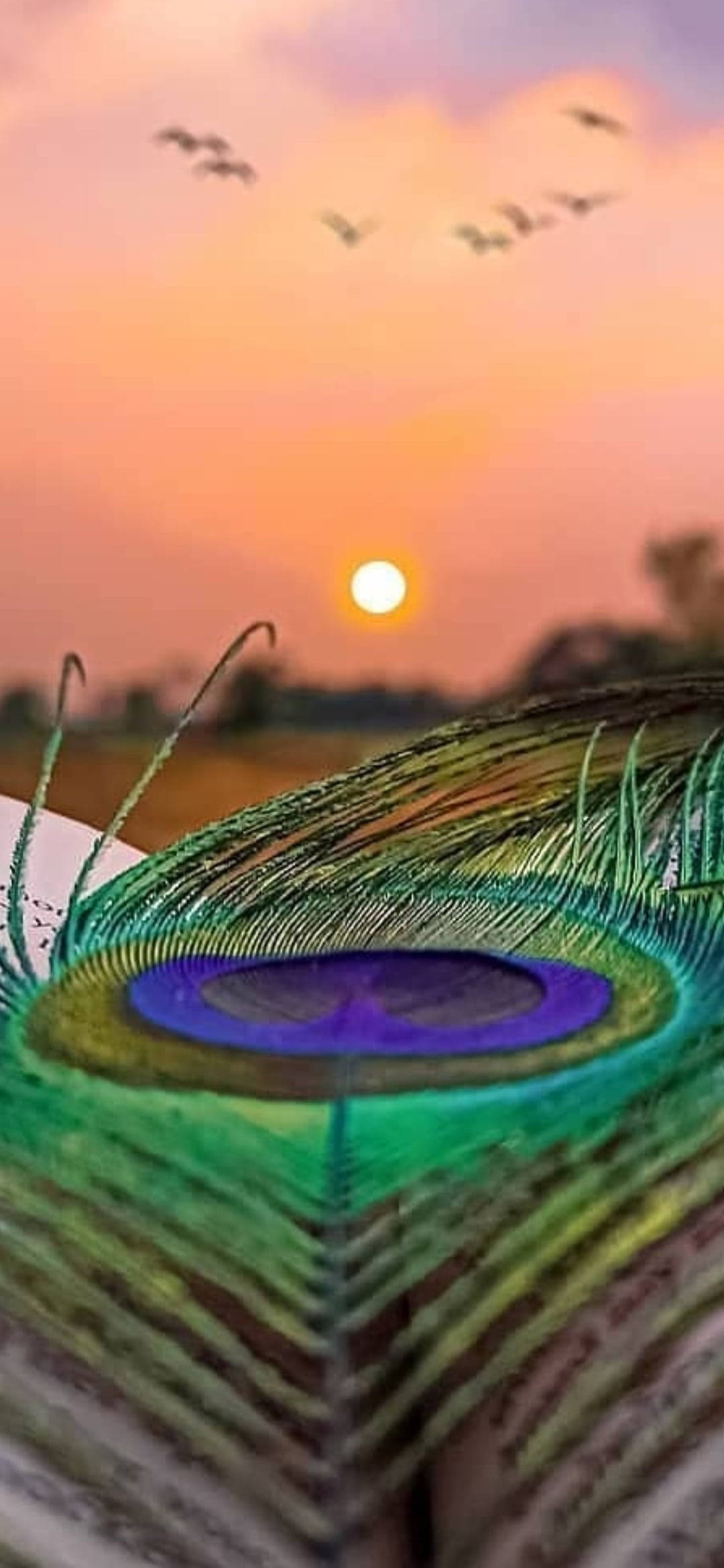 মোর পঙ্খ সূর্যাস্ত ওয়ালপেপার