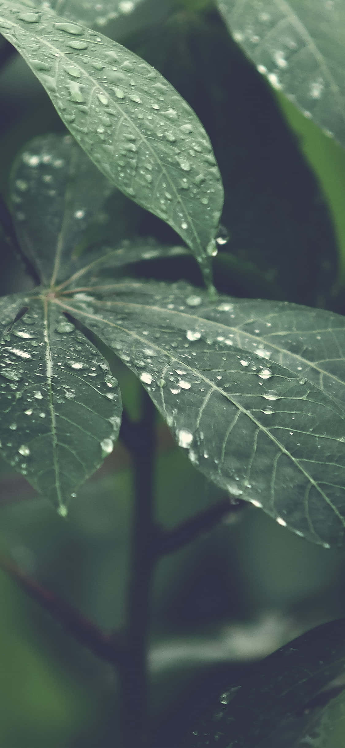 মোহনীয় iPhone X প্রকৃতি ব্যাকগ্রাউন্ড ওয়ালপেপার
