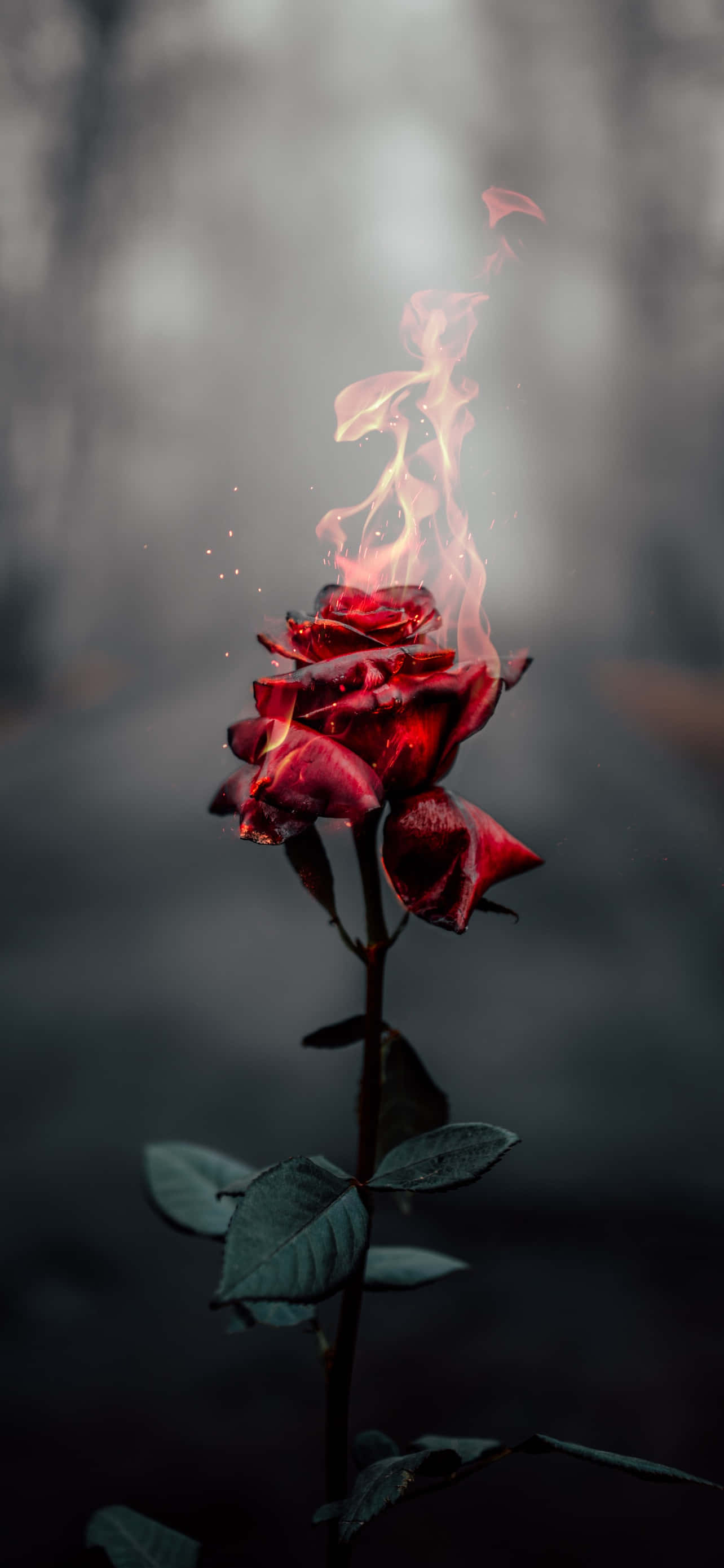 মোহনীয় গোলাপের ক্ষেত ওয়ালপেপার