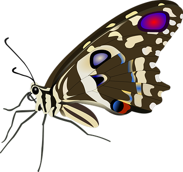 রঙিন প্রজাপতি চিত্র ওয়ালপেপার