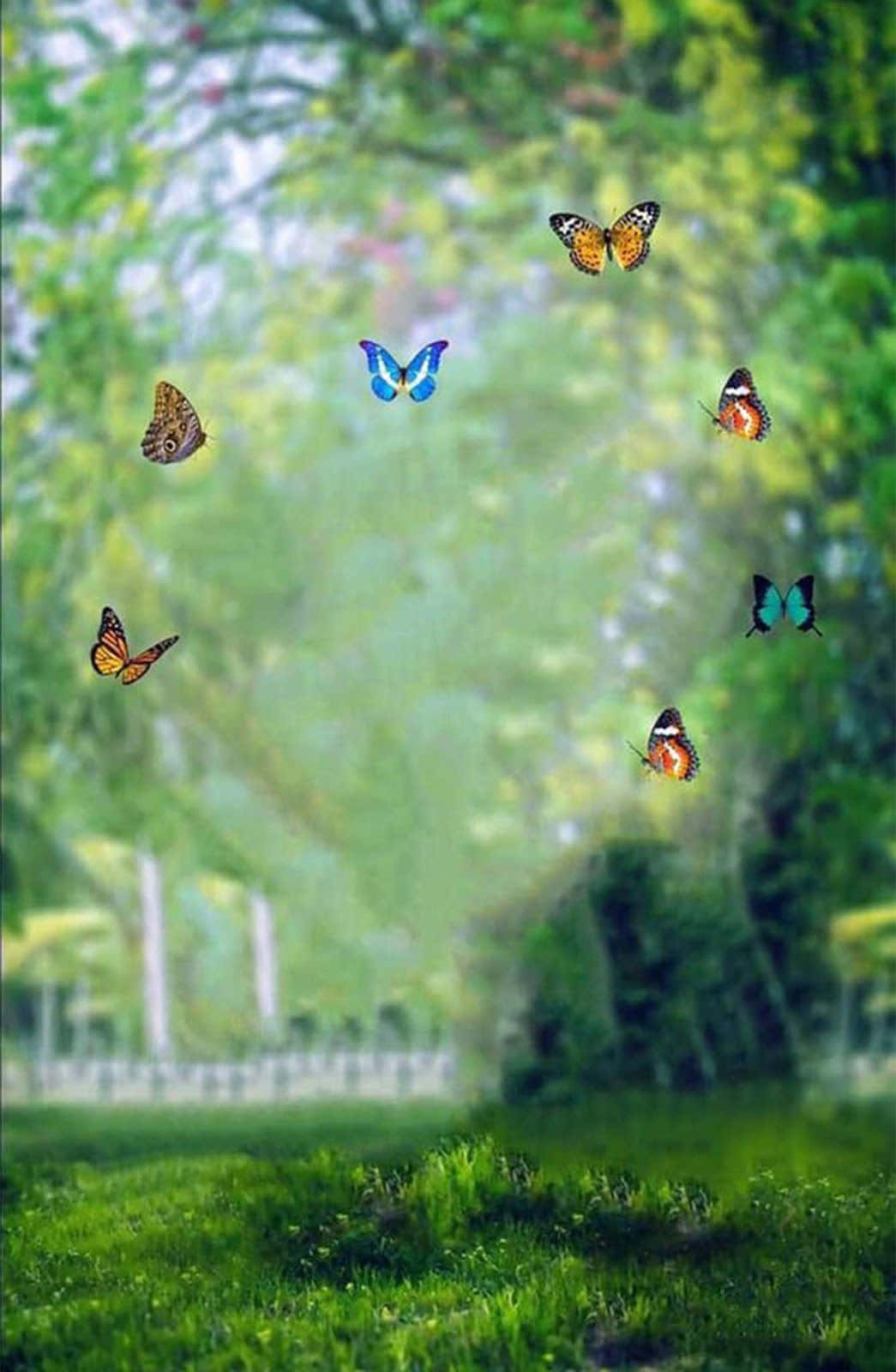 সিবি ব্যাকগ্রাউন্ড