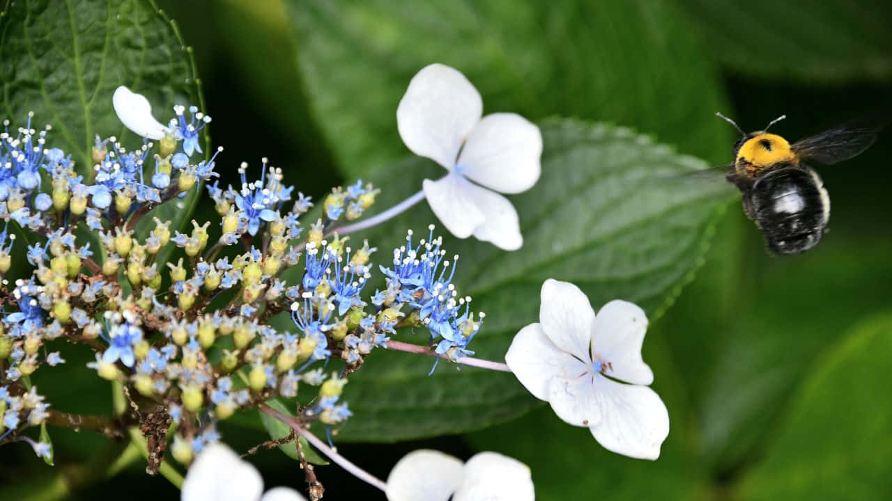 রাজকীয় কুয়াশাচ্ছন্ন বন ওয়ালপেপার
