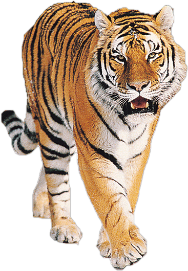 রাজকীয় হাঁটা বাঘ ওয়ালপেপার