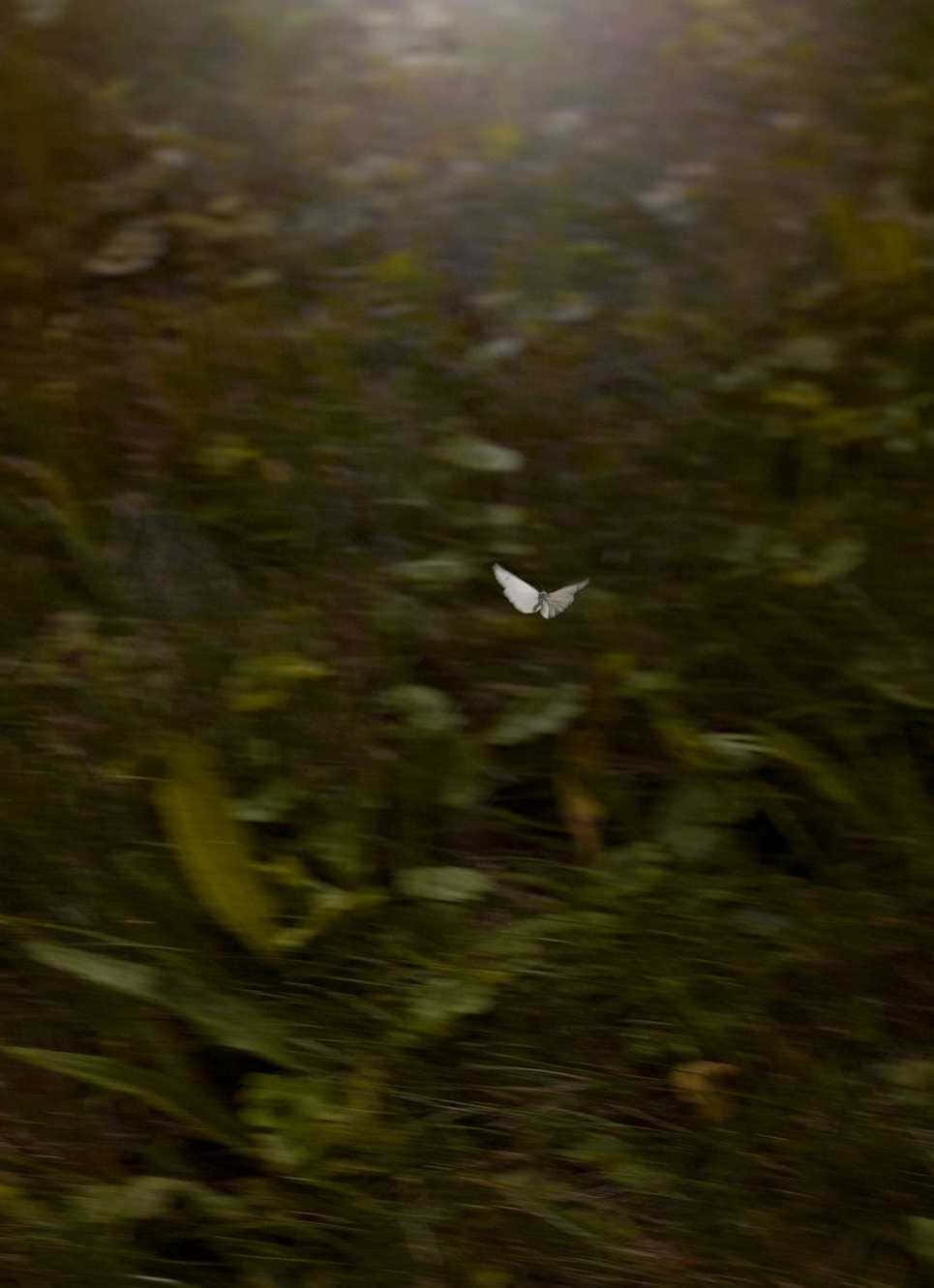 রূপকথায় পা রাখুন ওয়ালপেপার