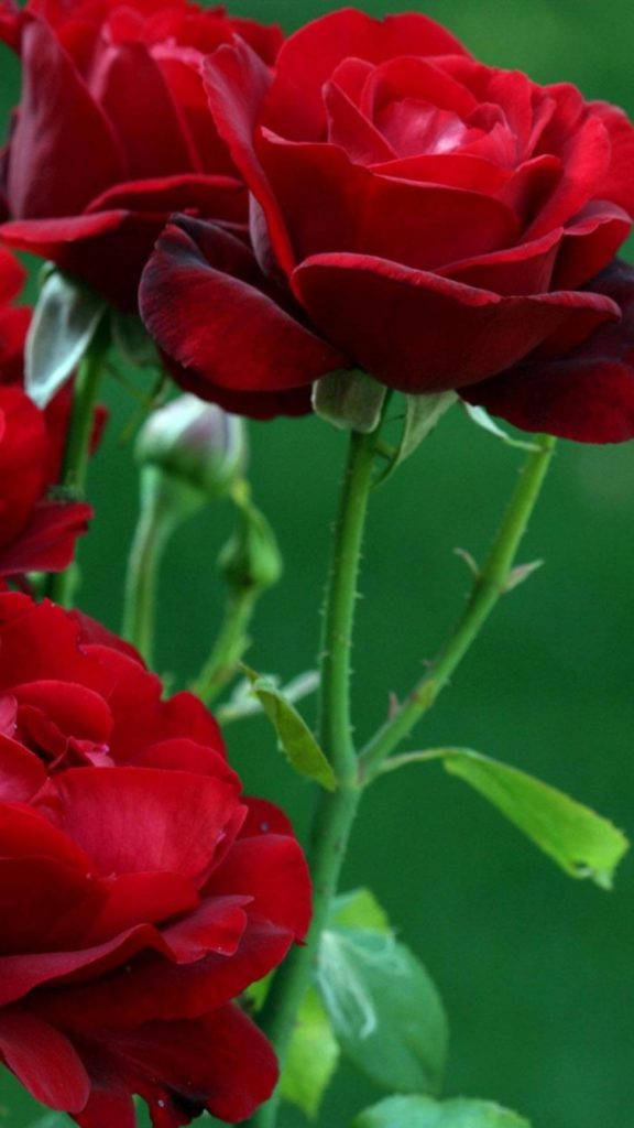 লাল গোলাপ ফুল আইফোন ওয়ালপেপার
