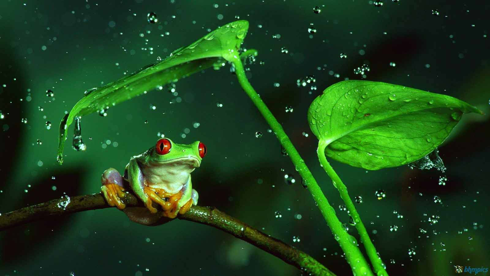লাল চোখের কাওয়াই ব্যাঙ ওয়ালপেপার