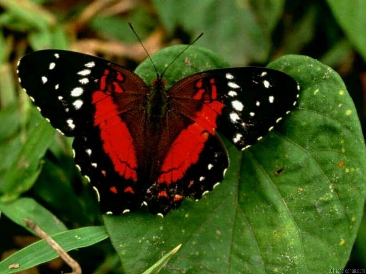 লাল প্রজাপতি পাতার ওপর ওয়ালপেপার