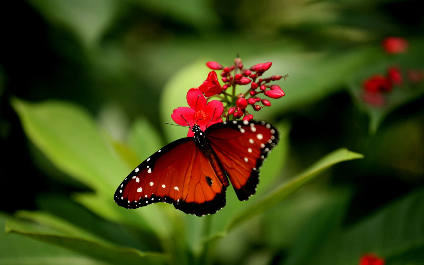 লাল ফুলের উপর লাল প্রজাপতি ওয়ালপেপার
