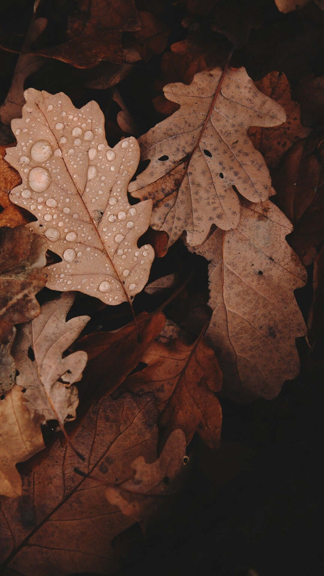 শরতের পাতায় জলের ফোঁটা ওয়ালপেপার