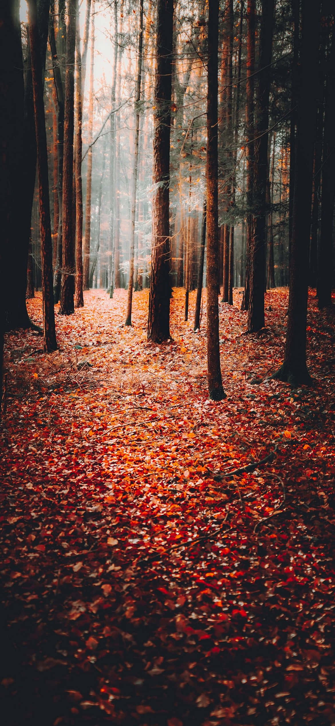 শরতের ব্যাকগ্রাউন্ড ওয়ালপেপার