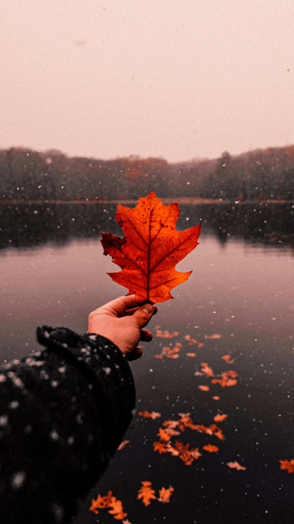 শরতের সৌন্দর্য উপভোগ করা ওয়ালপেপার