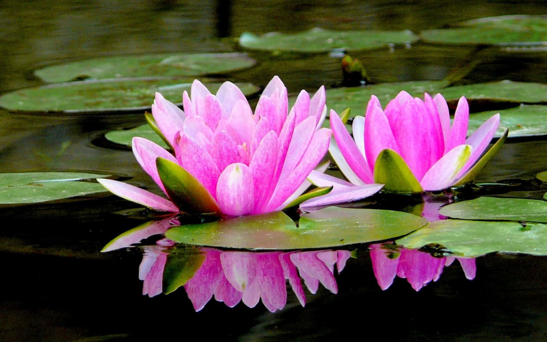 শান্ত জলে মুগ্ধকর পদ্মফুল ওয়ালপেপার