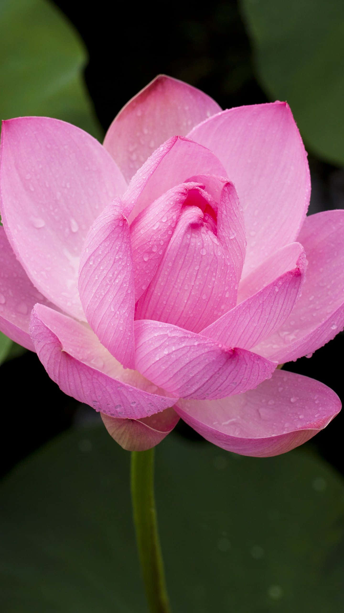 শান্ত হ্রদে ফোটা গোলাপি পদ্ম ওয়ালপেপার