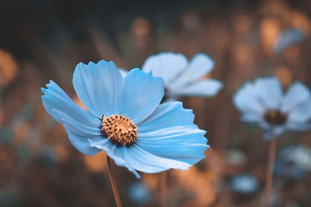 শান্তি ও প্রশান্তির অনুভূতি ওয়ালপেপার
