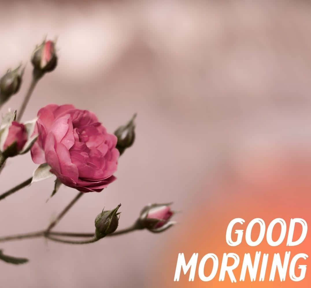 সকালের ফুল গোলাপি ধূসর ওয়ালপেপার