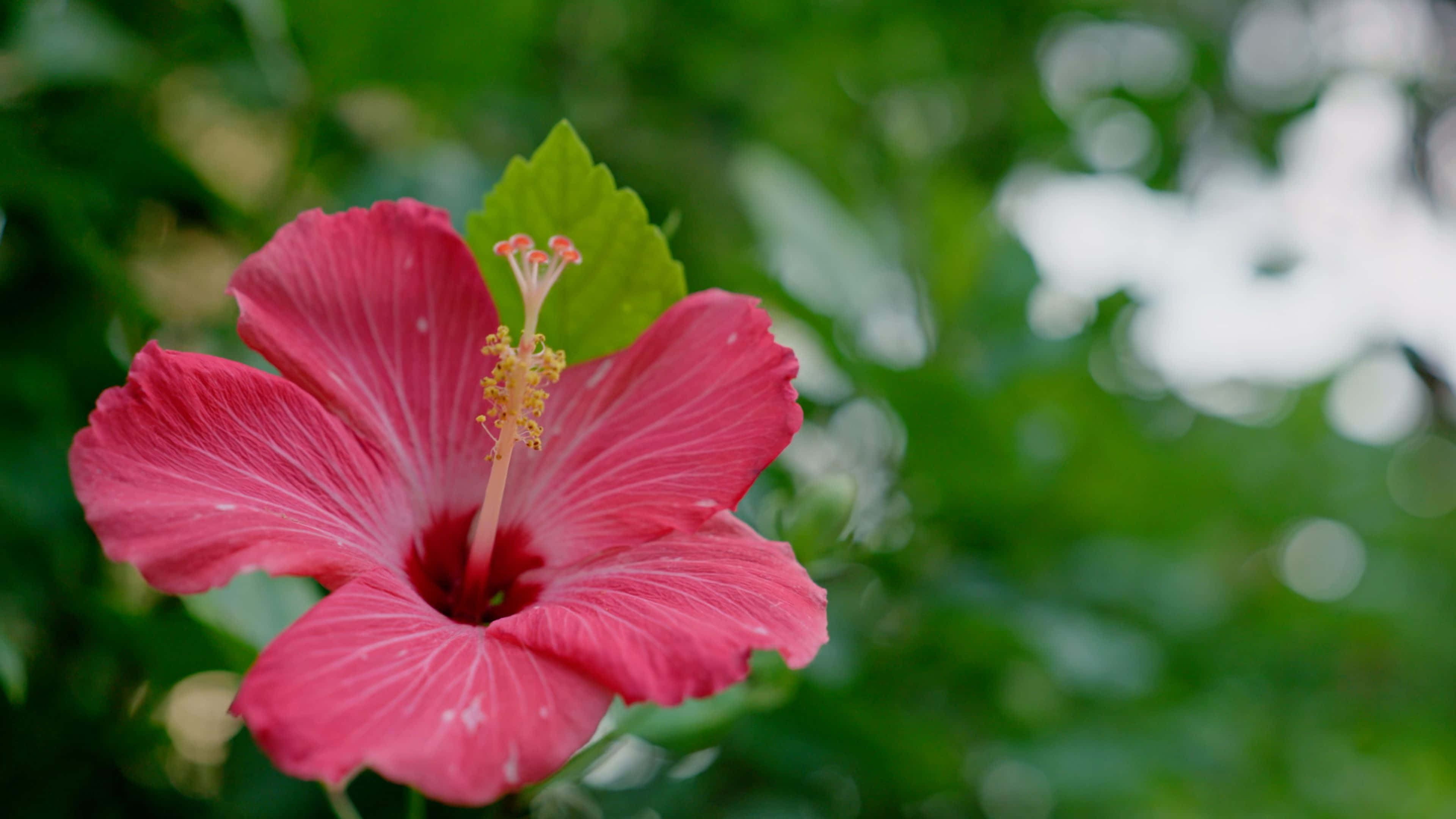 সন্ধ্যায় সুন্দর শহরের দৃশ্য ওয়ালপেপার