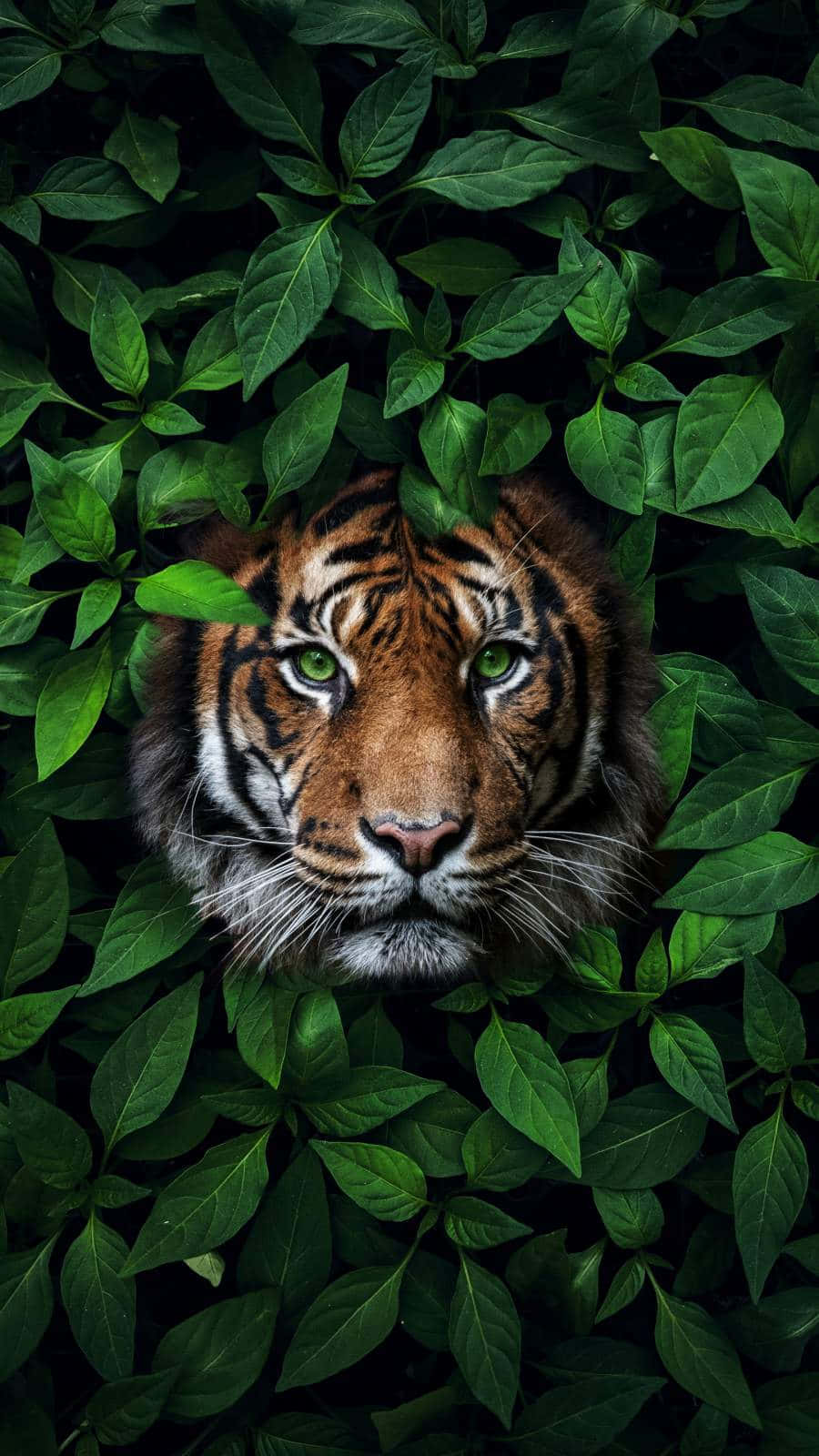 সবুজ চোখের বাঘ ঝোপের আড়ালে ওয়ালপেপার