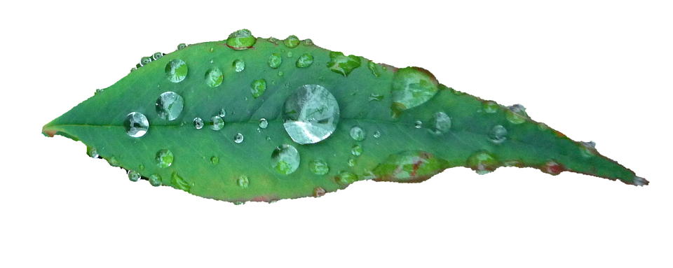 সবুজ পাতায় জলকণা ওয়ালপেপার