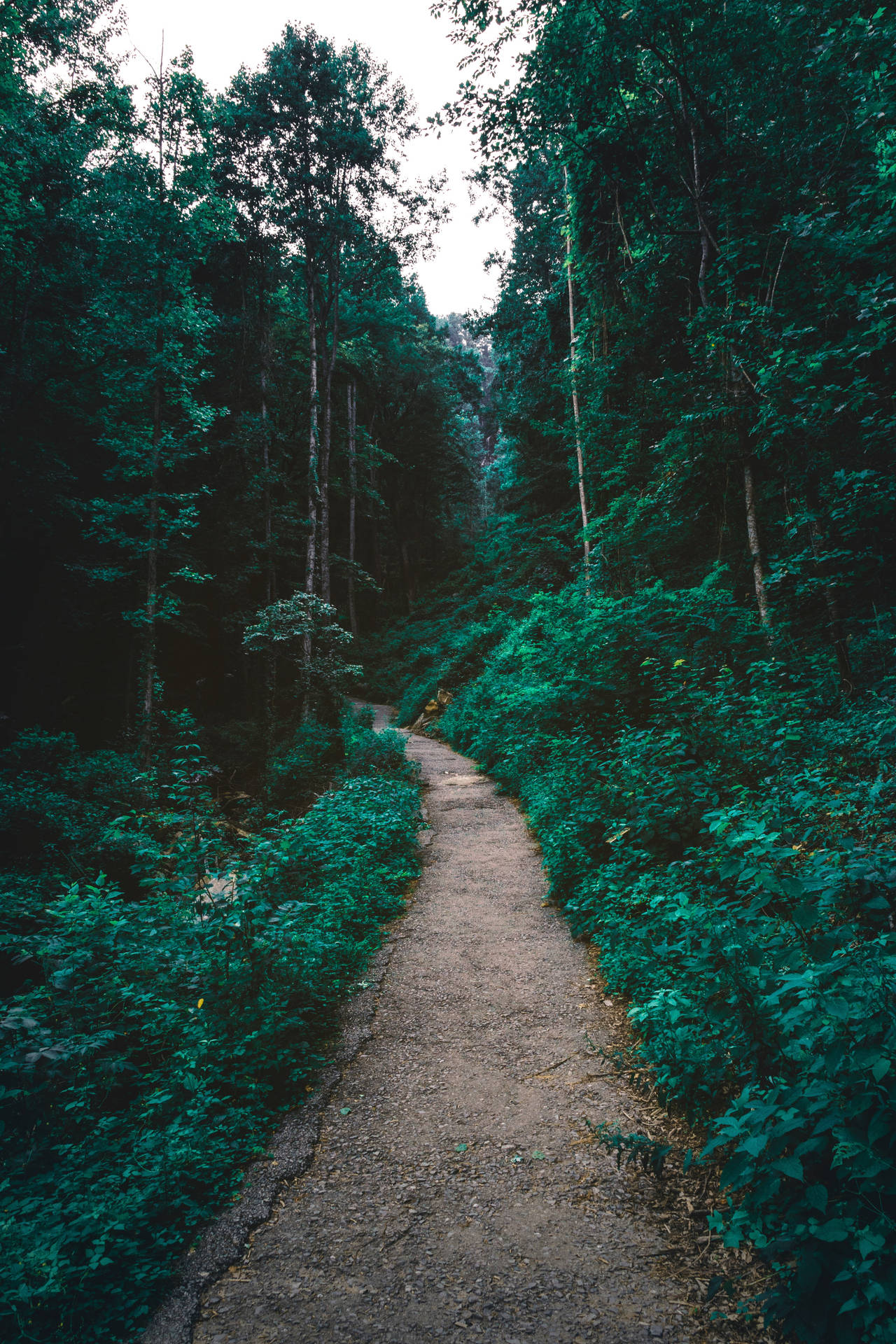 সবুজ বনের পথ ওয়ালপেপার