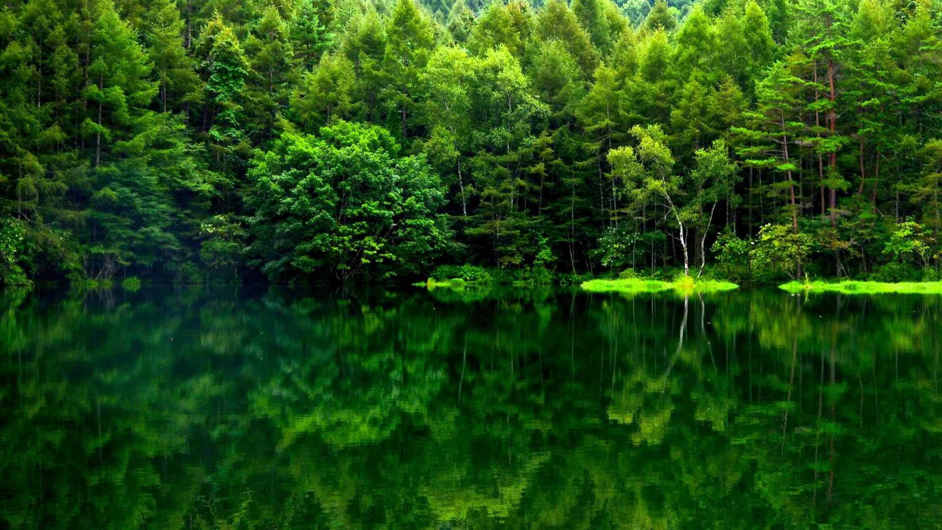সবুজ বনের প্রতিচ্ছবি ওয়ালপেপার