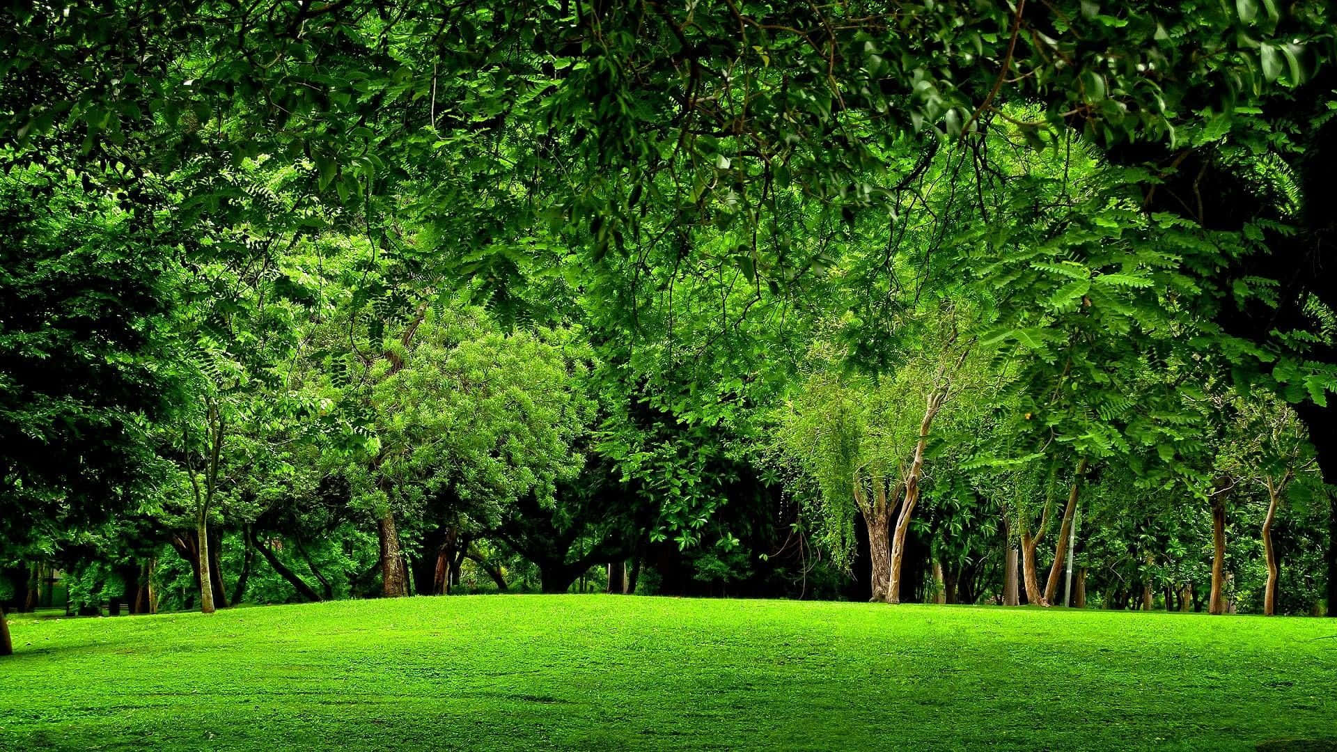 সবুজ মাঠ, গাছ ও ঘাস ওয়ালপেপার