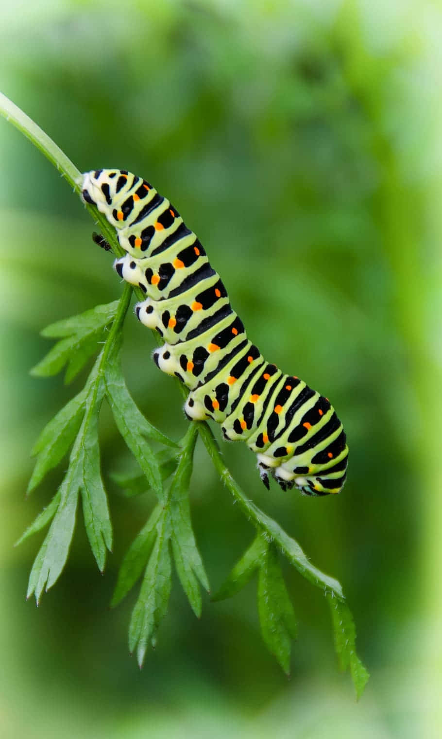 সবুজ শুঁয়োপোকা পোকা ওয়ালপেপার