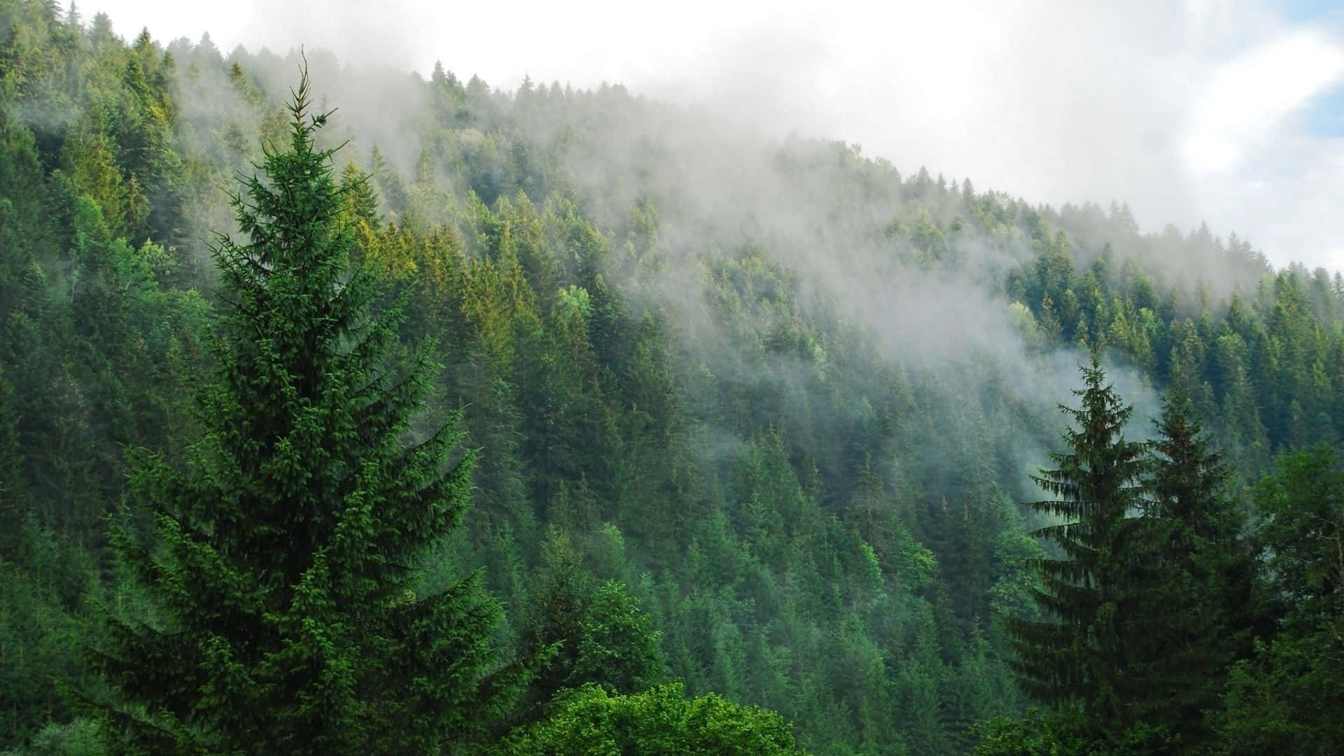 সাদা আকাশের পটভূমিতে পাইন গাছ ওয়ালপেপার