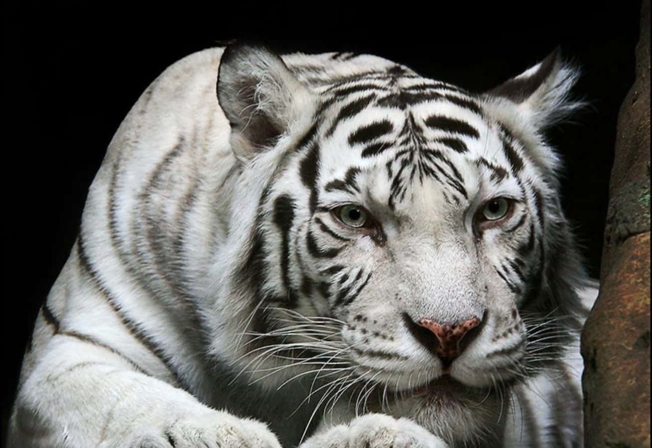 সাদা কৌতূহলী বাঘের সুন্দর ছবি ওয়ালপেপার