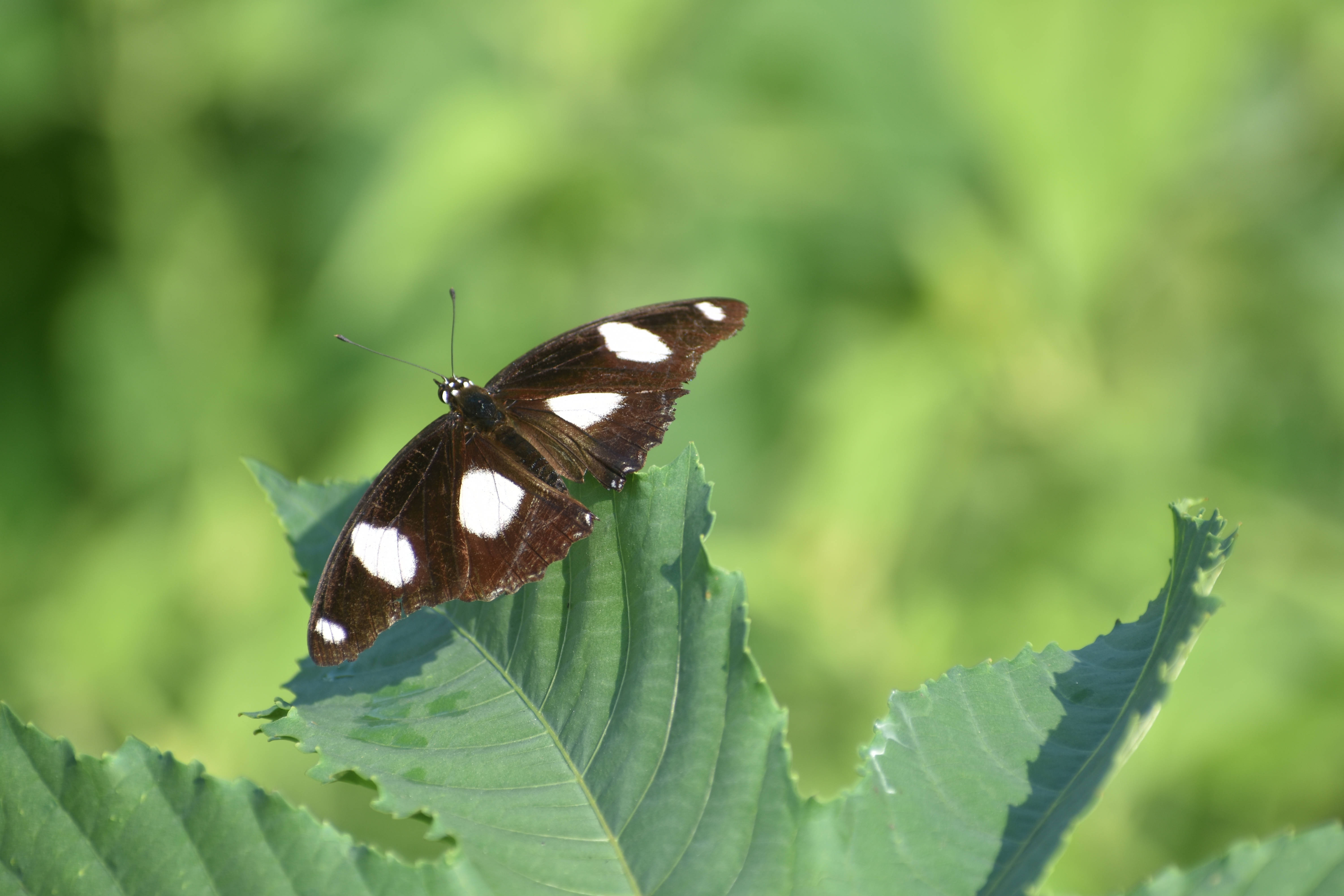 সাদা দাগযুক্ত নান্দনিক প্রজাপতি ওয়ালপেপার