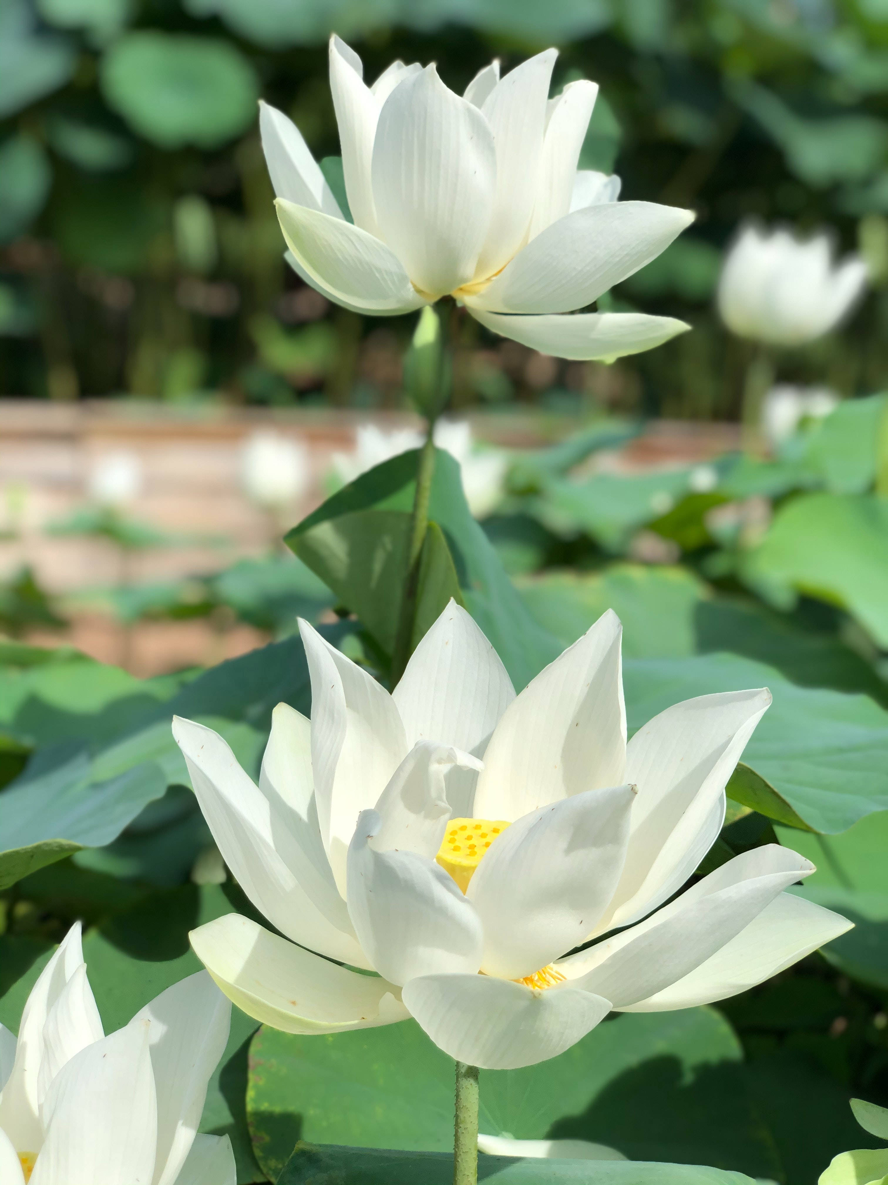 সাদা পদ্ম ফুল ওয়ালপেপার