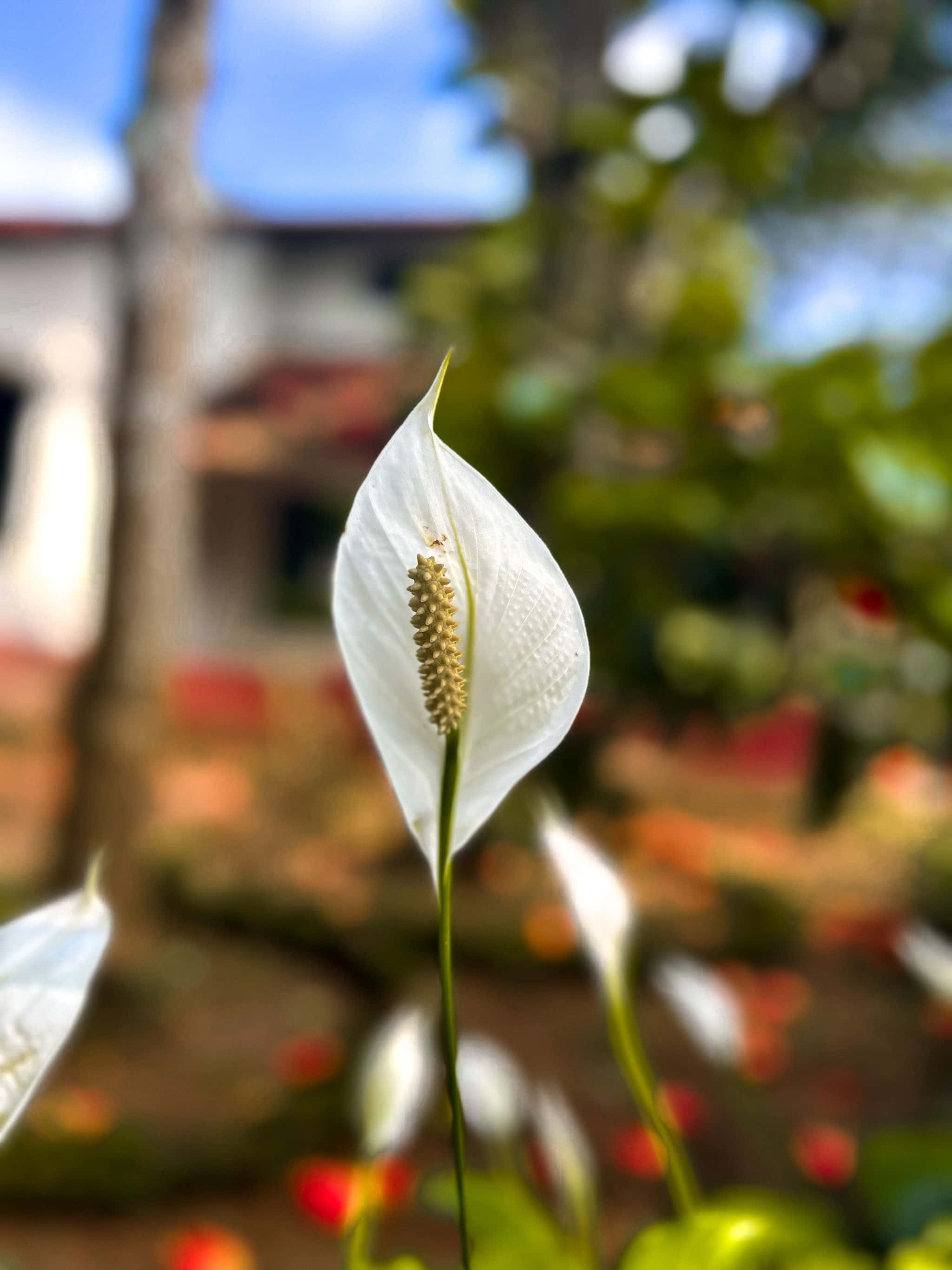 সাদা ফুল একটি বাড়ির সামনে ওয়ালপেপার