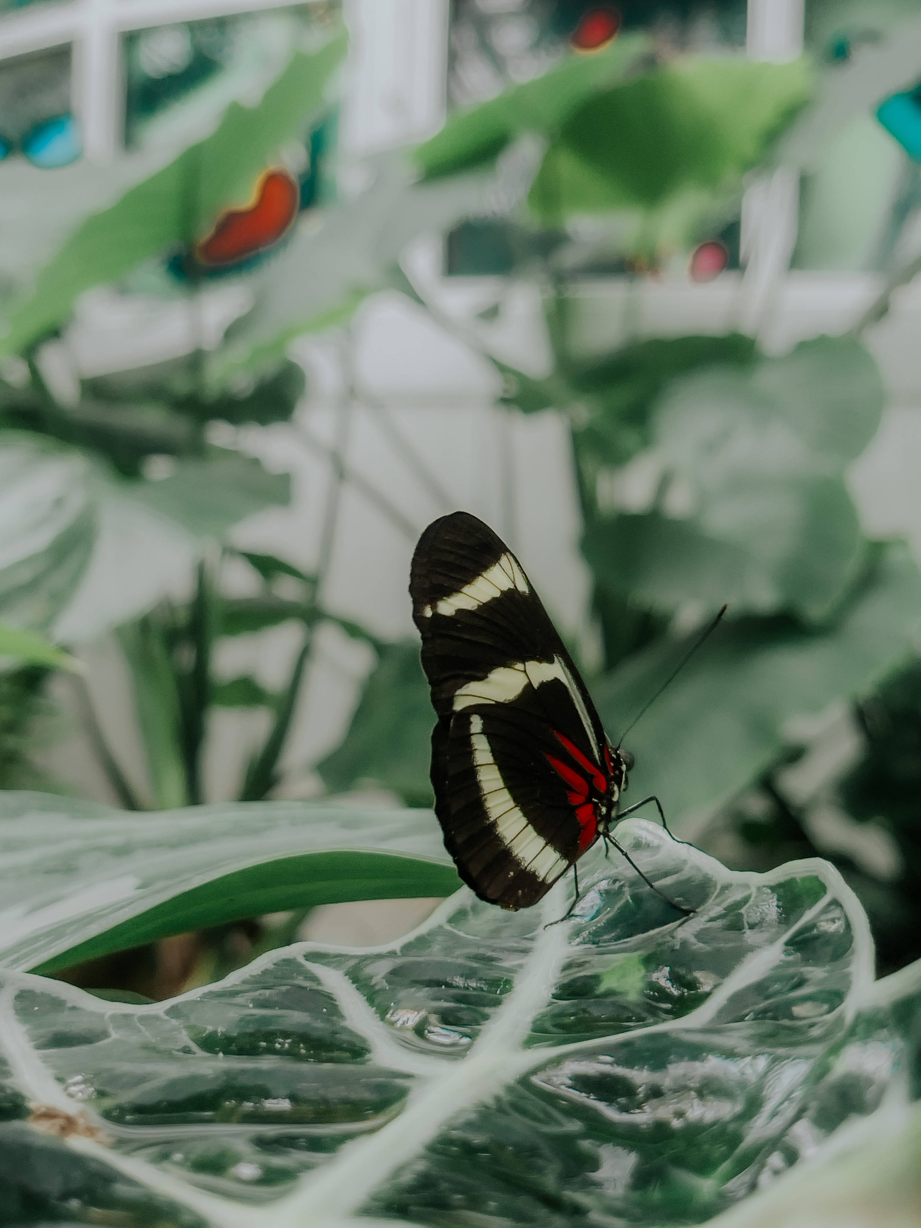 সারা লংউইং নান্দনিক প্রজাপতি ওয়ালপেপার