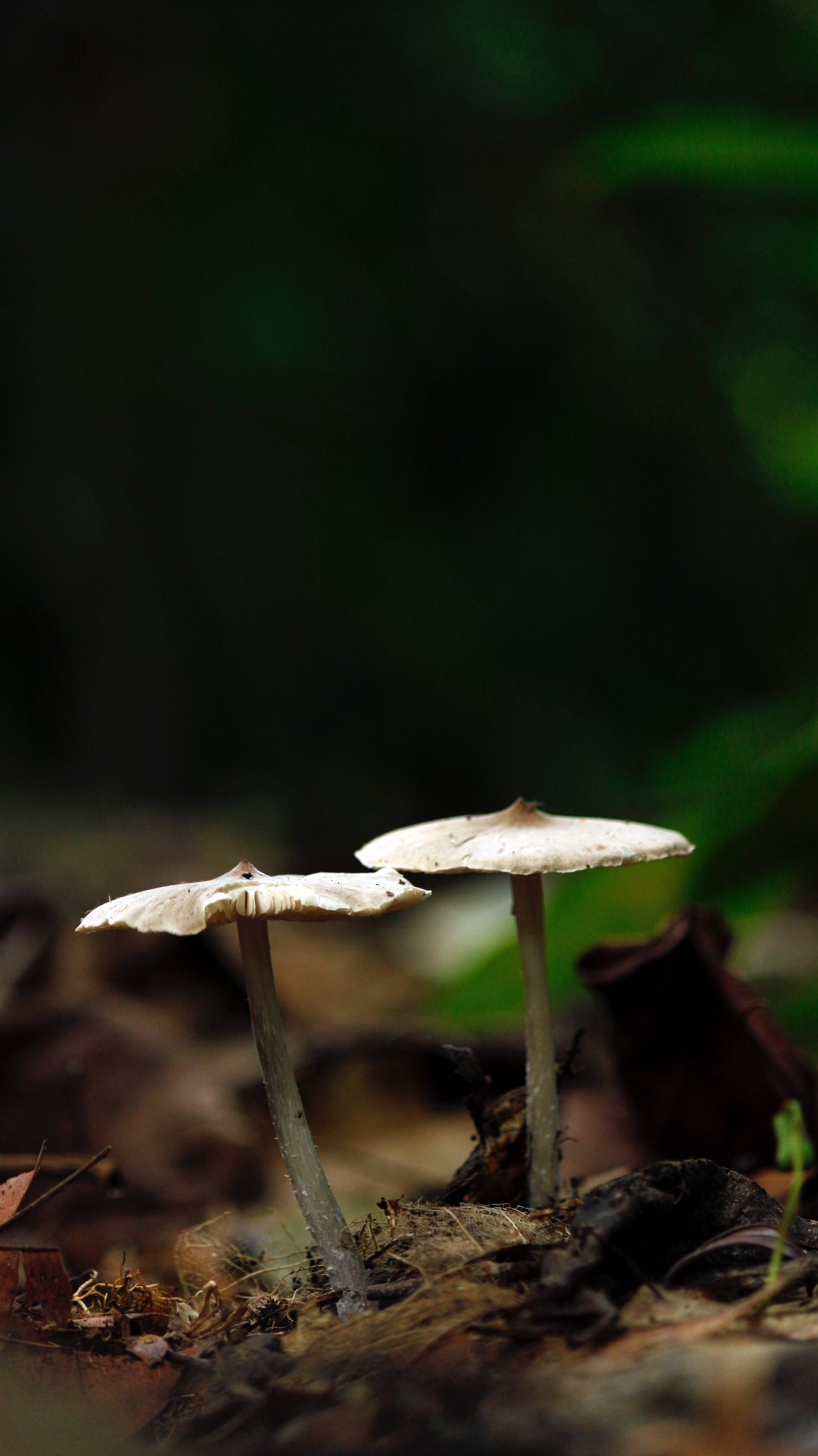 সিলেক্টিভ ফোকাস মাশরুম নান্দনিক ওয়ালপেপার