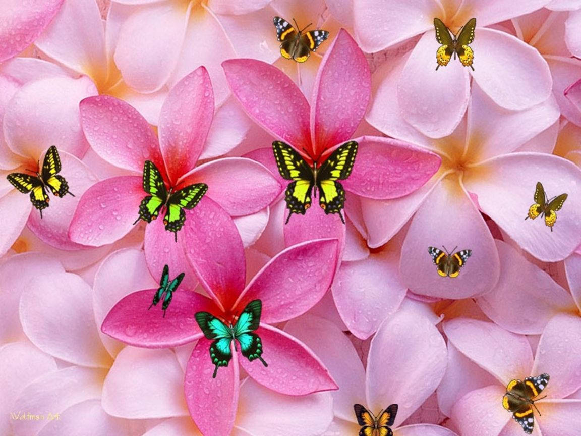 সুন্দর মেয়েলি ফুল ও প্রজাপতি ওয়ালপেপার