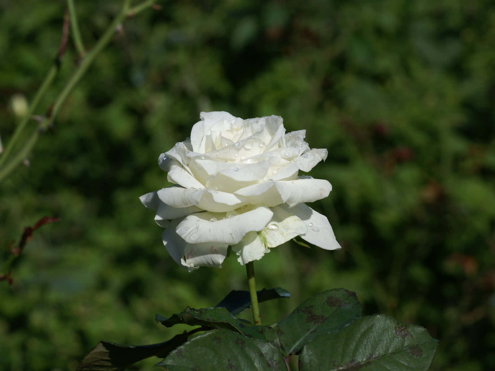 সূর্যের আলোয় সাদা গোলাপের ছবি ওয়ালপেপার