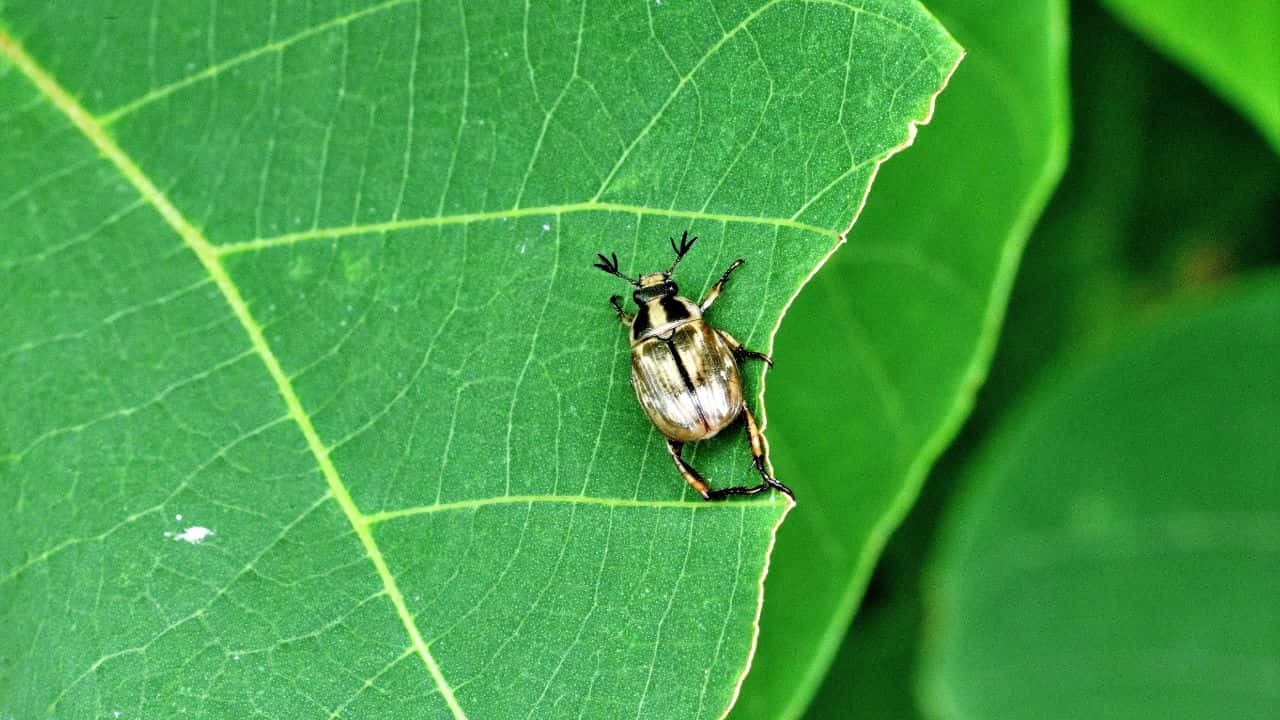 সূর্যোদয়ে শ্বাসরুদ্ধকর পাহাড়ি প্রাকৃতিক দৃশ্য ওয়ালপেপার