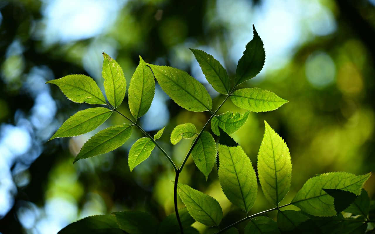 সৈকতে শুয়ে থাকা ব্যক্তি সুন্দর সূর্যাস্ত উপভোগ করছেন ওয়ালপেপার