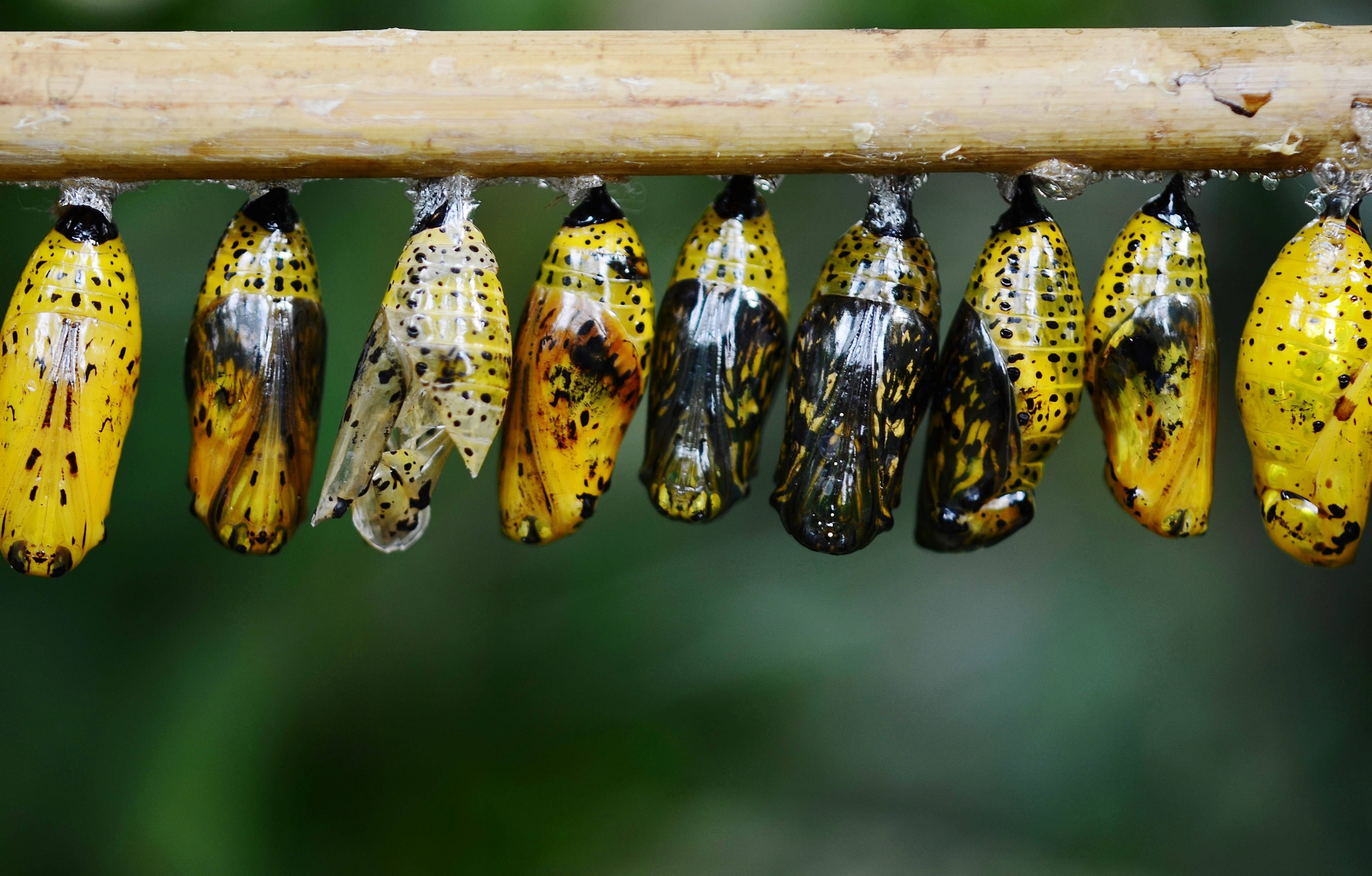 স্বচ্ছ প্রজাপতি কোকুন ওয়ালপেপার