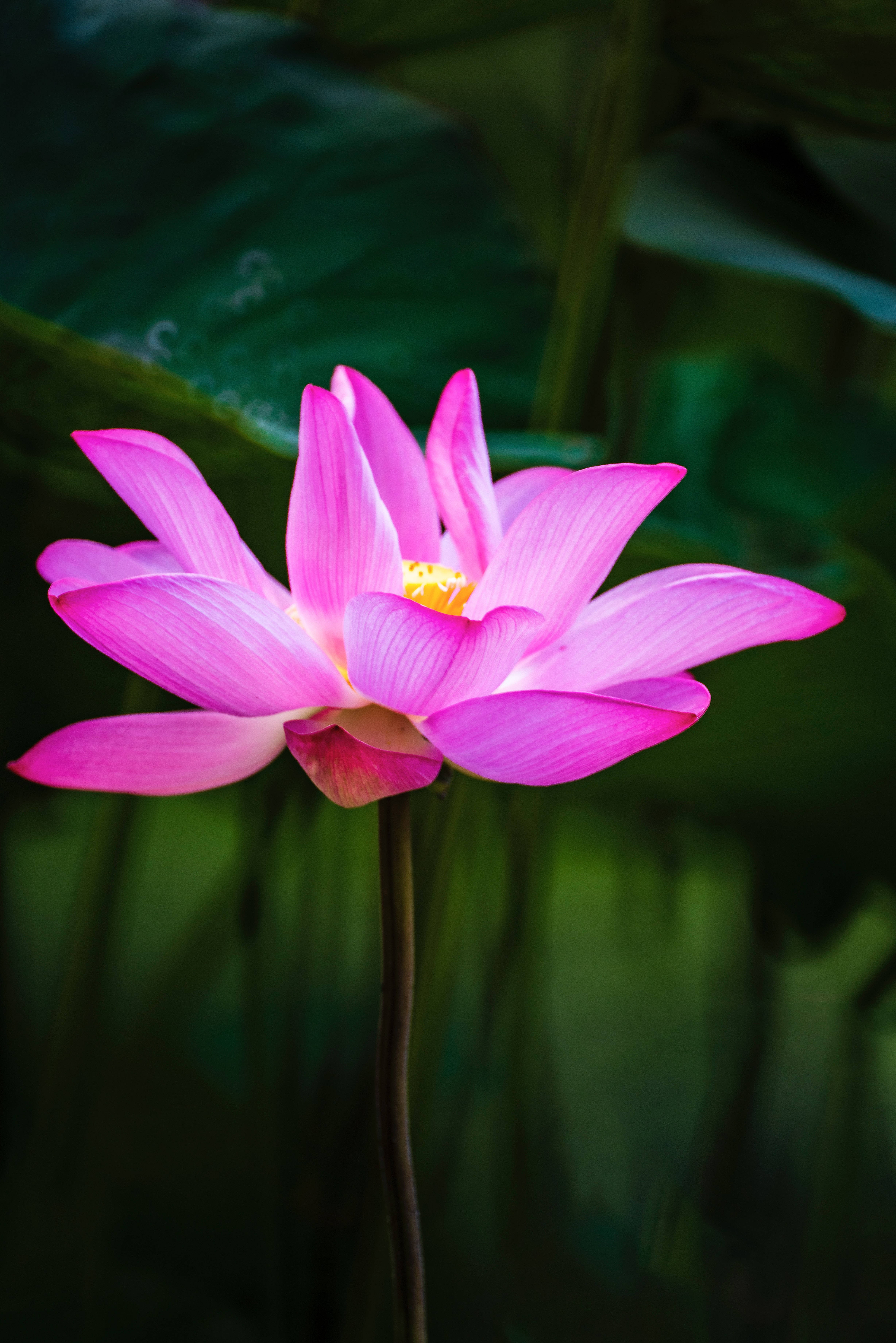 হংলিংজিন পদ্ম ফুল ওয়ালপেপার